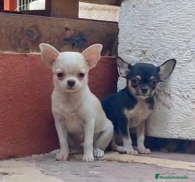 Chihuahua perros Cachorros de Chihuahuas en Caraby - Anuncio 17