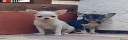 Chihuahua perros en venta: Cachorros de Chihuahuas en Caraby - Anuncio 1