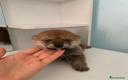 Shiba Inu perros en venta: Cachorros de calidad  - Imagen 2