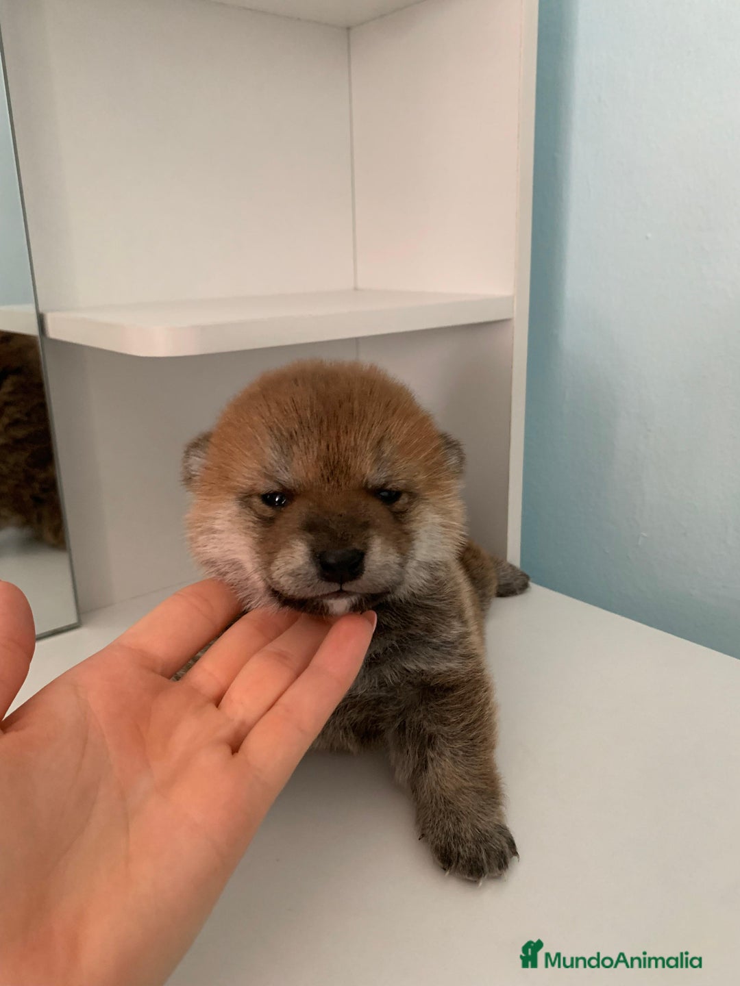 Shiba Inu perros en venta: Cachorros de calidad  - Imagen 2
