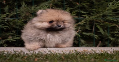 Pomerania perros - Propaganda 11