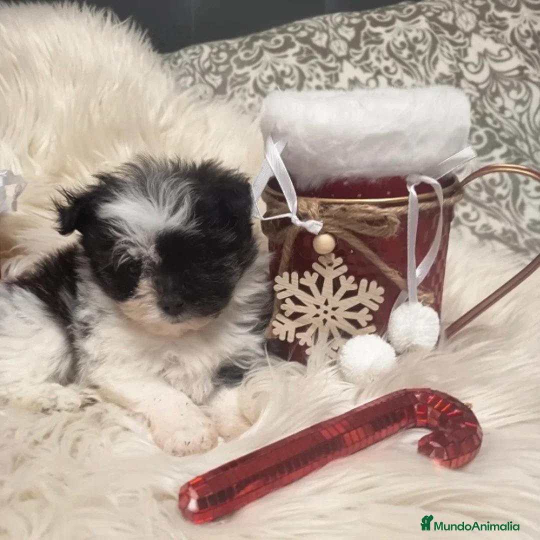 Bichón Habanero perros en venta: Bichón Habanero  - Anuncio 2