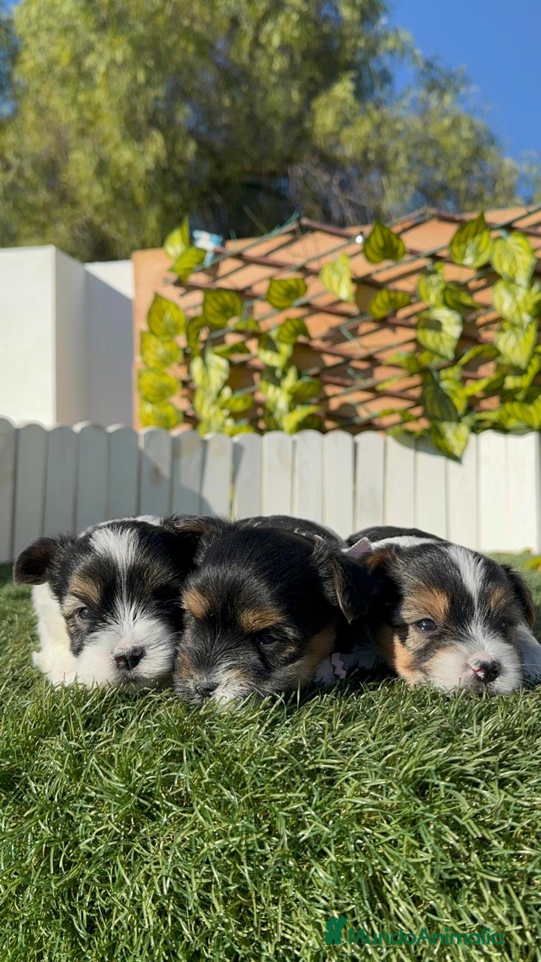 Yorkshire Terrier perros en venta: YORKSHIRE BIEWER - Anuncio 23