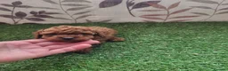 Raza Mixta perros en venta: Caniche - Anuncio 5