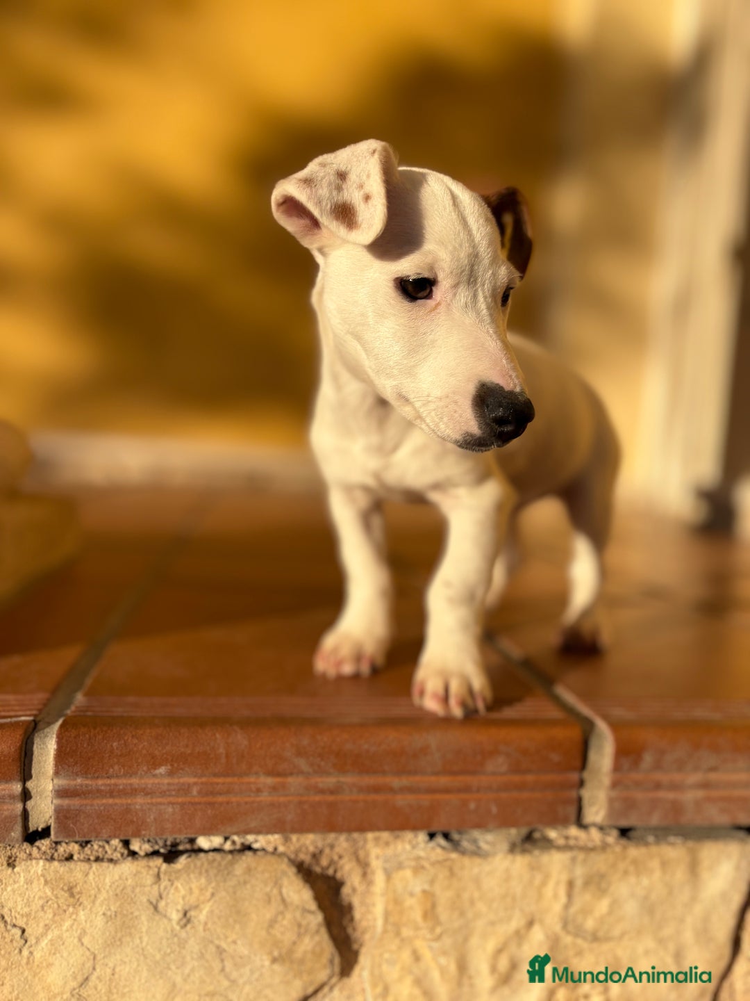 Jack Russell Terrier perros en venta: Cachorro macho de Jack Russell  - Anuncio 9