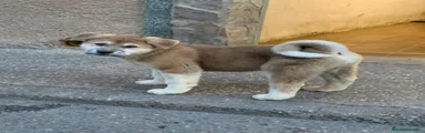 Akita Americano 1