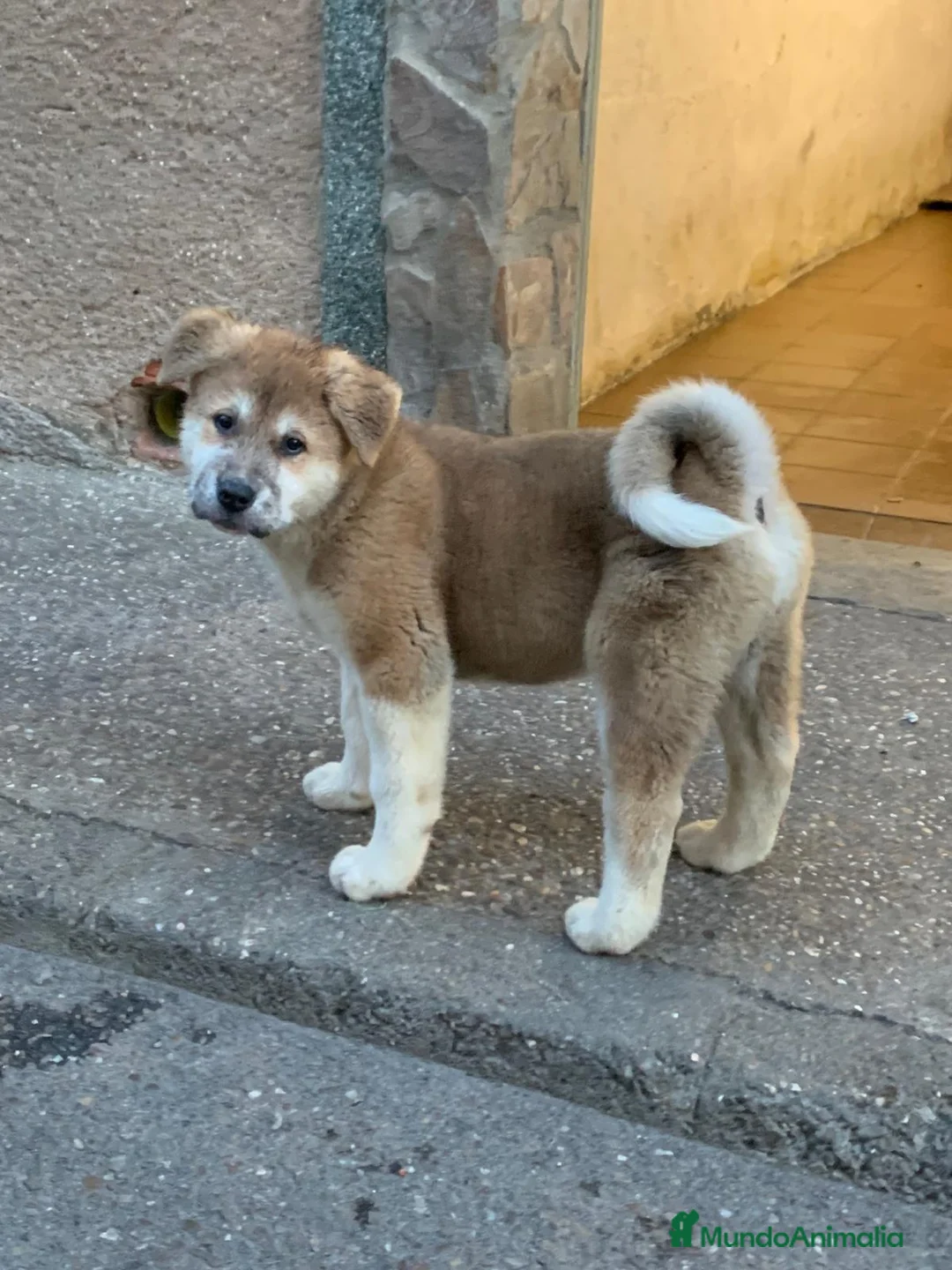Akita Americano perros en venta: Akita Americano - Anuncio 2