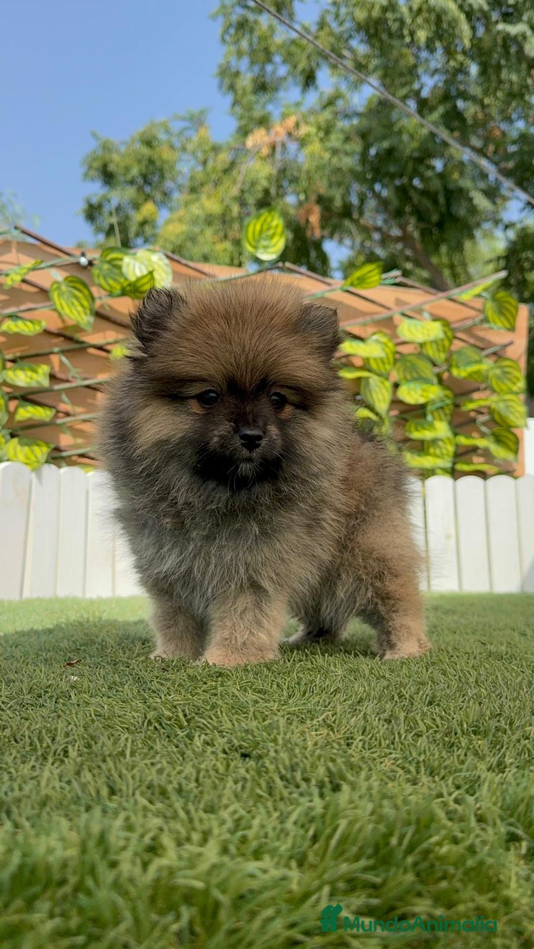 Pomerania perros en venta: POMERANIA MACHO 2 - Imagen 13