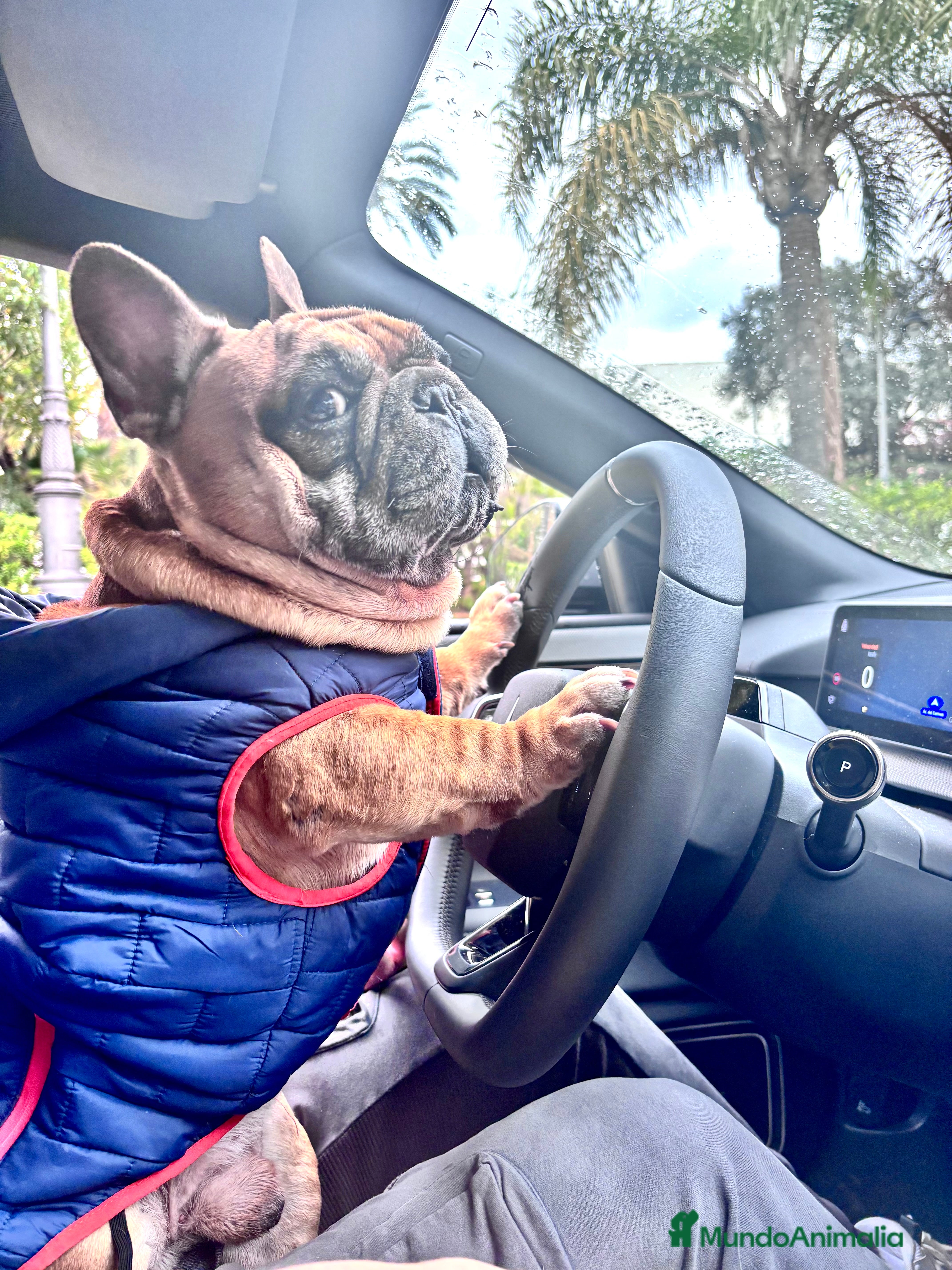 Bulldog Francés perros Bulldog Francés Macho  - Anuncio 1