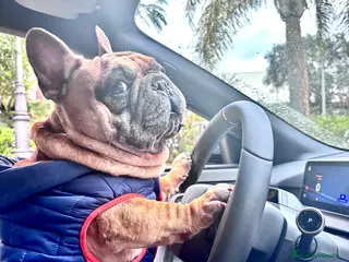 Bulldog Francés perros Bulldog Francés Macho - Anuncio 1