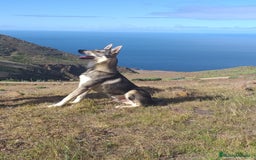 Perro Lobo Checoslovaco perros en venta: Perro lobo herreño  - Imagen 2