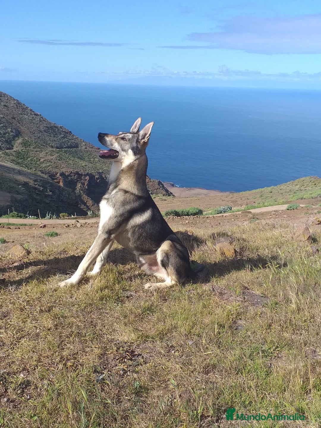 Perro Lobo Checoslovaco perros en venta: Perro lobo herreño  - Imagen 2