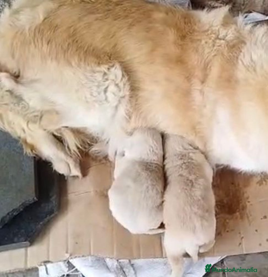 Golden Retriever perros en venta: Golden retriever último macho  - Anuncio 2