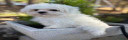 Bichón Maltés perros en venta: Bichon Maltés línea americana y coreana y la  - Anuncio 2
