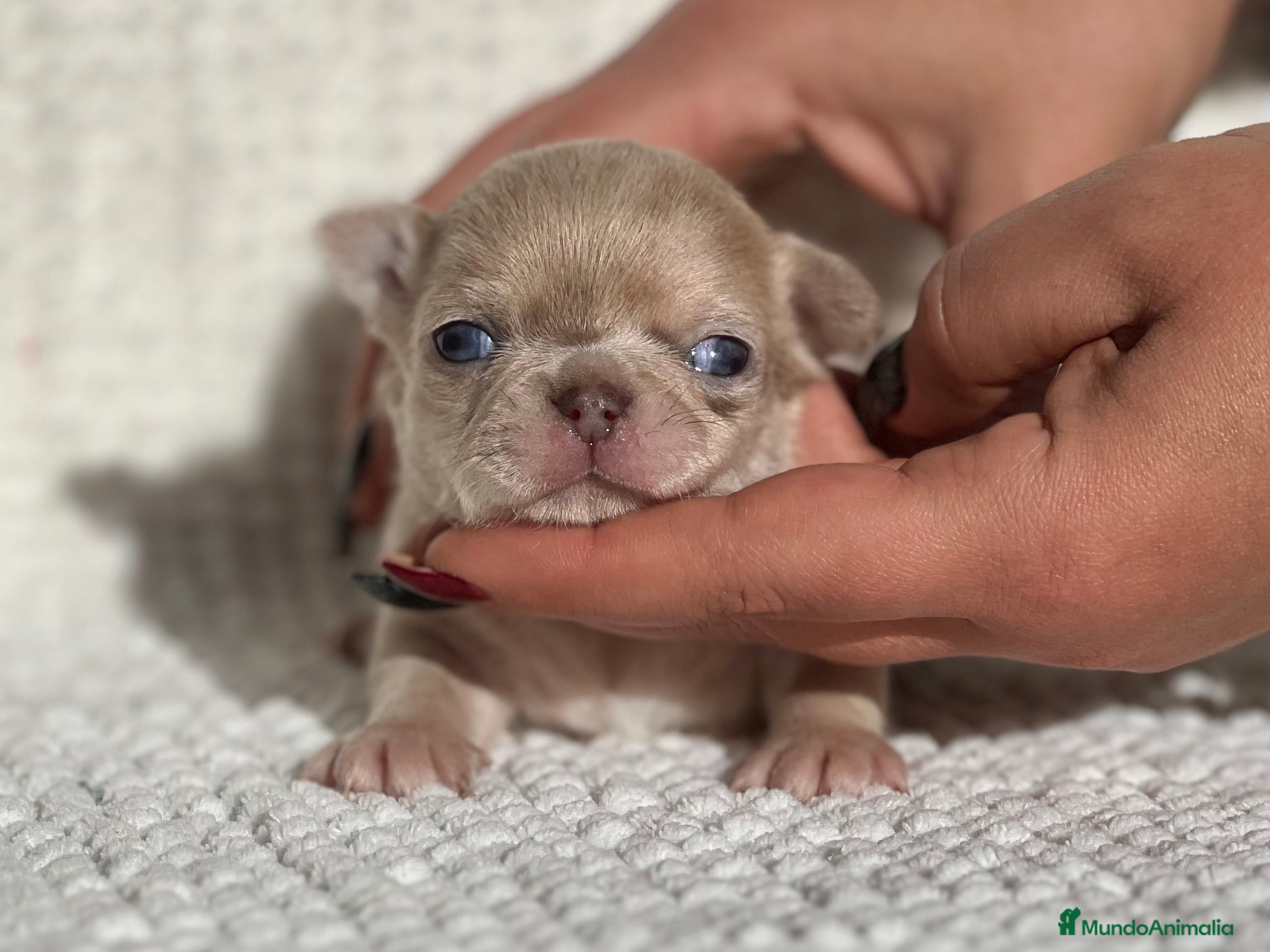 Chihuahua perros CHIHUAHUA CABEZA DE MANZANA LÍNEA RUSA - Anuncio 1