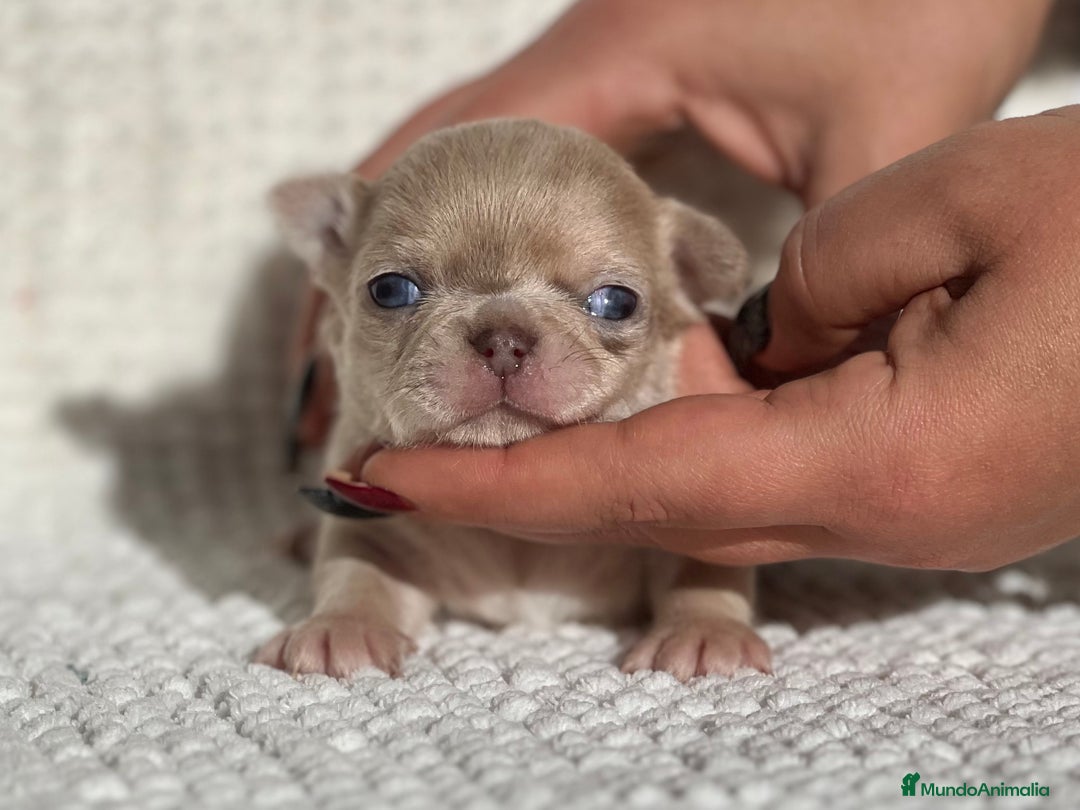 Chihuahua perros en venta: CHIHUAHUA CABEZA DE MANZANA LÍNEA RUSA - Anuncio 1