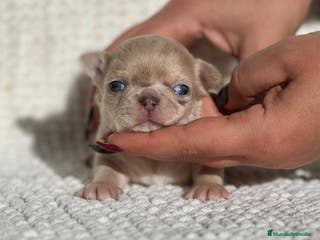 Chihuahua perros CHIHUAHUA CABEZA DE MANZANA LÍNEA RUSA - Anuncio 1