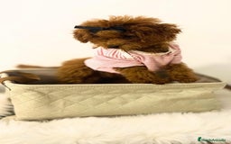 Caniche Toy perros en venta: CANICHE TOY ASIÁTICA 100% TEA CUP - Imagen 1