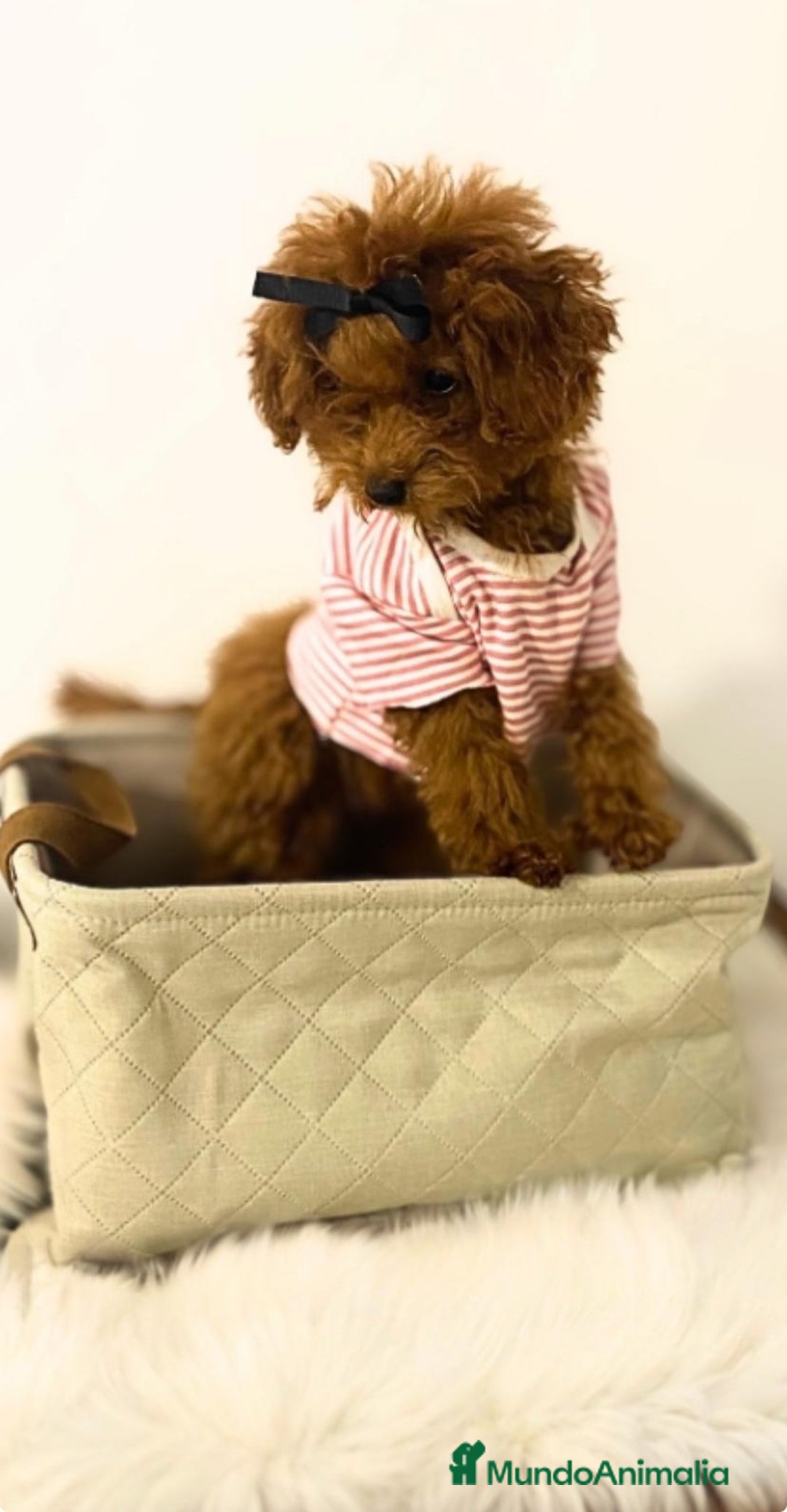 Caniche Toy perros en venta: CANICHE TOY ASIÁTICA 100% TEA CUP - Imagen 1