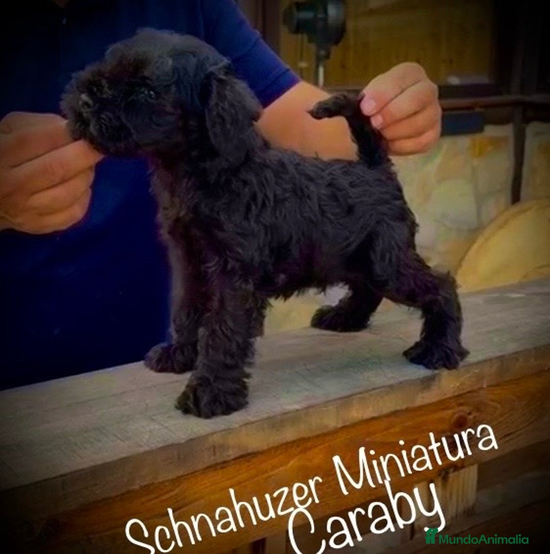 Schnauzer Miniatura perros en venta: Caraby Schnahuzer miniatura  en Alicante - Imagen 3