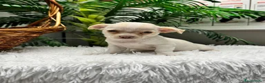 Chihuahua 1