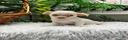 Chihuahua perros en venta: CHIHUAHUA - Anuncio 5