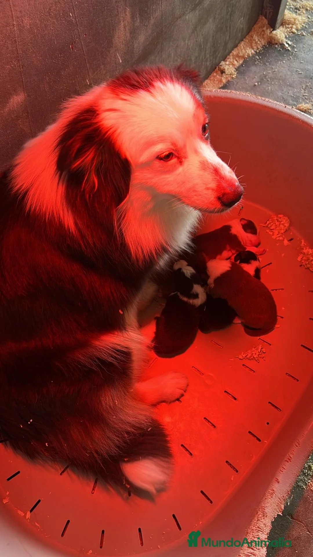 Pastor Australiano perros en venta: Pastor australiano  en Barcelona - Anuncio 7