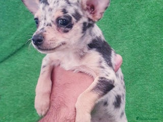 Raza Mixta perros - Anuncio 2