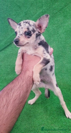 Raza Mixta perros - Anuncio 1