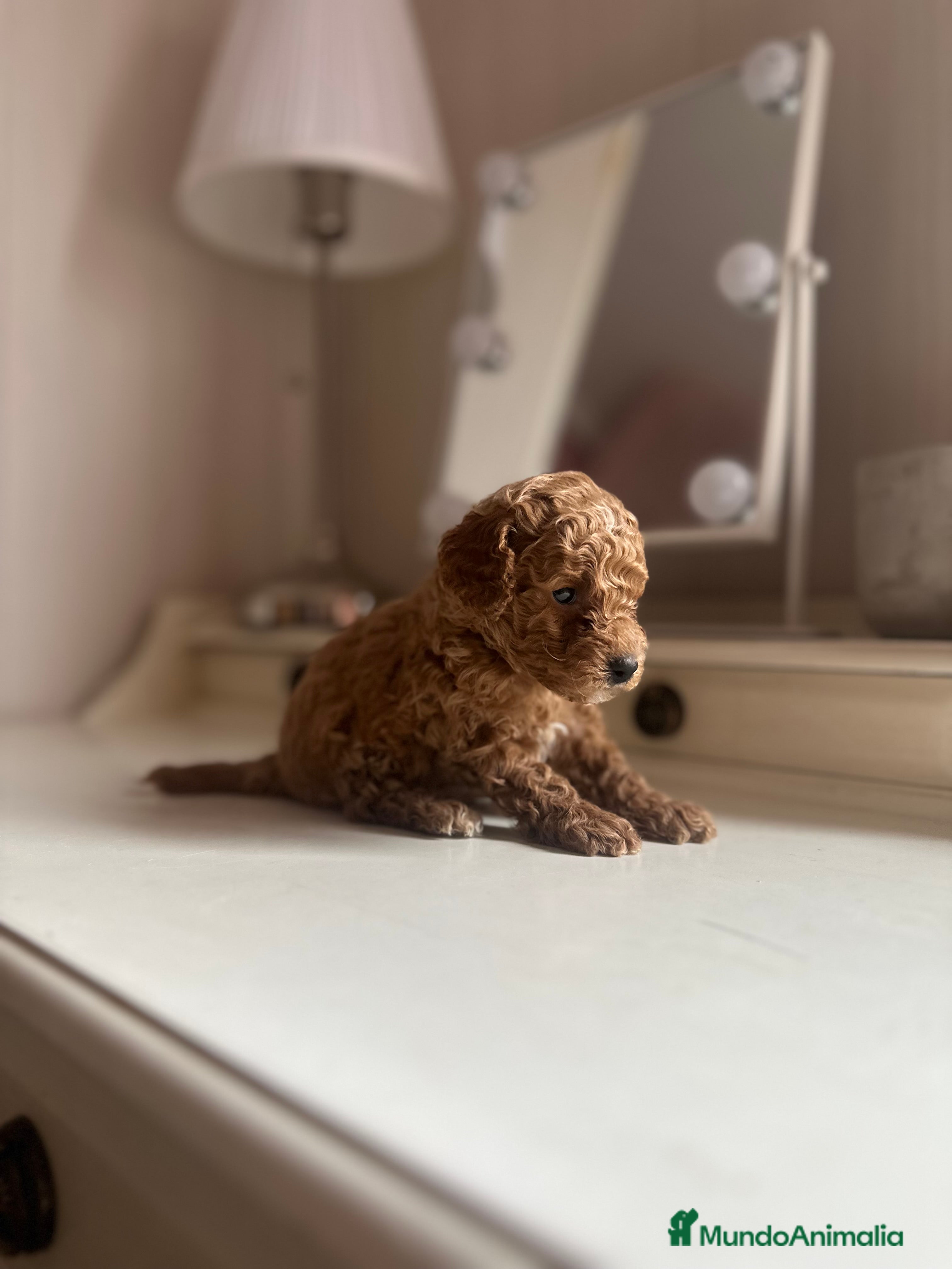 Caniche Toy perros Venta de caniche toy - Anuncio 2