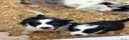 Border Collie perros en venta: Borde collie  - Anuncio 7