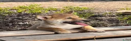 Shiba Inu perros en venta: SHIBA INU HEMBRA - Anuncio 2