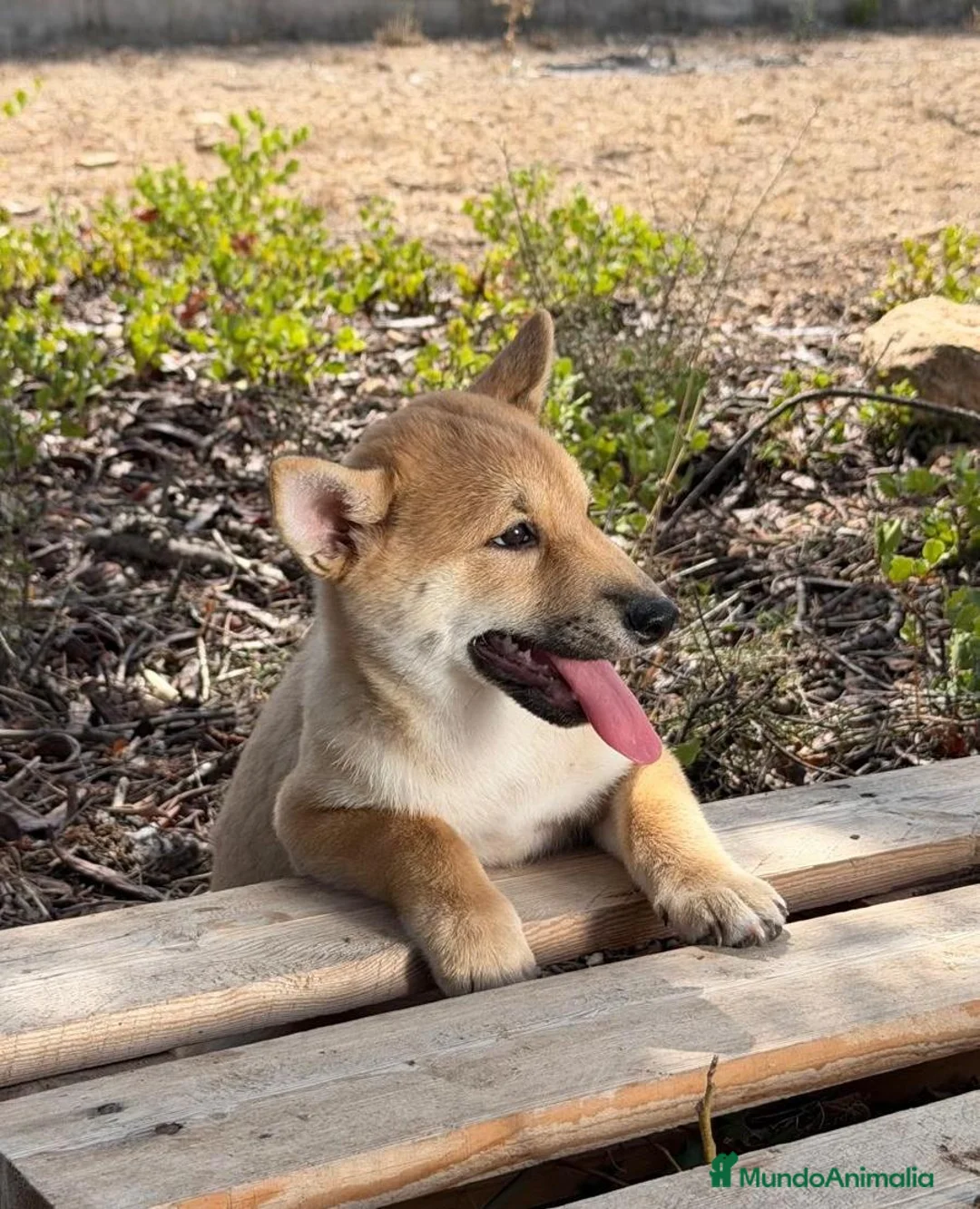 Shiba Inu perros en venta: SHIBA INU HEMBRA - Anuncio 2