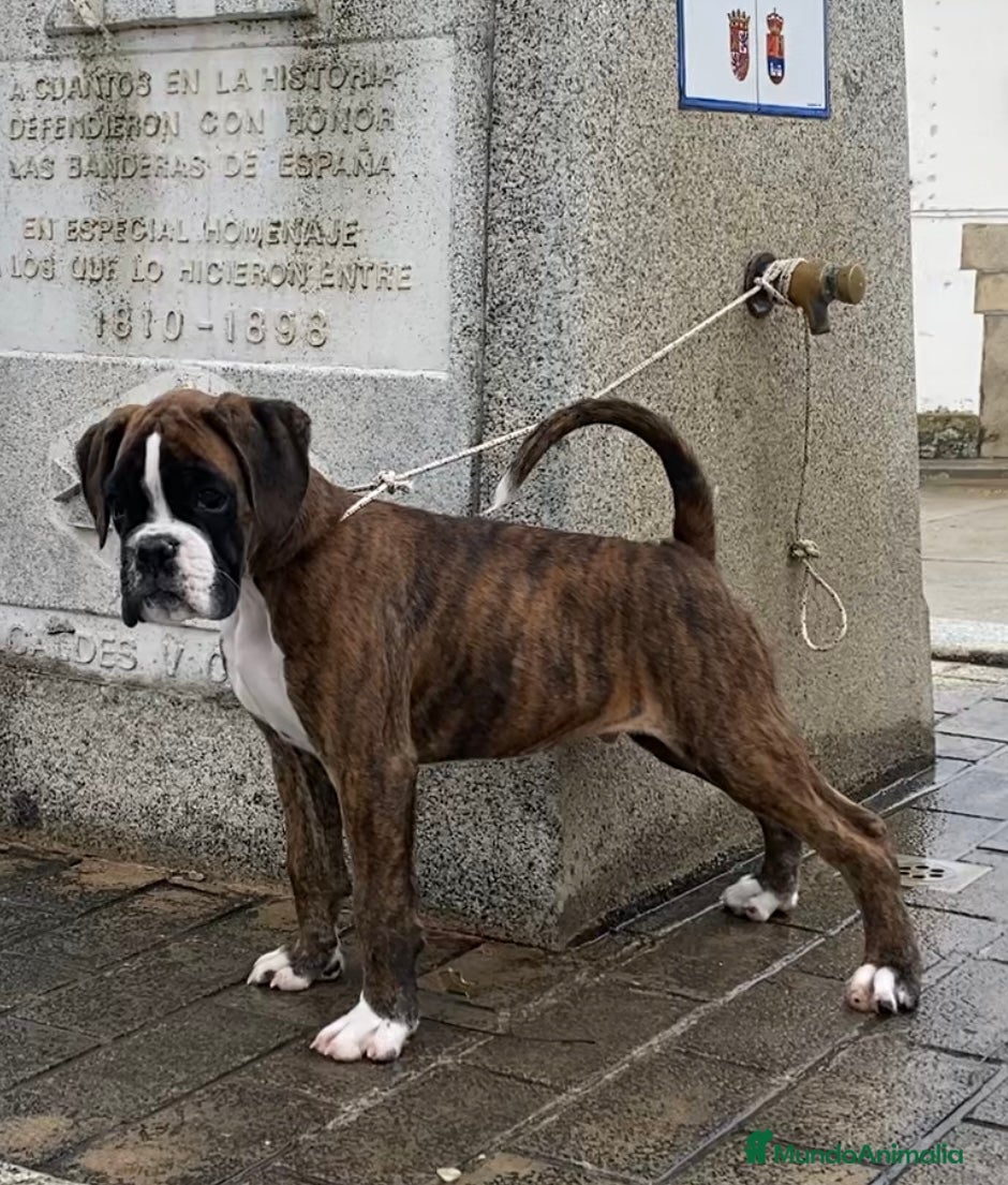 Boxer perros Boxer De Los Infanzones - Anuncio 6