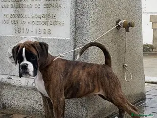 Boxer perros Boxer De Los Infanzones - Anuncio 6