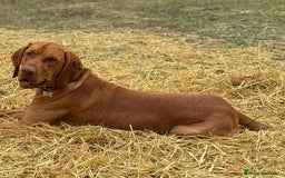 Braco Húngaro de Pelo Corto perros en venta: Cachorros de Braco Húngaro (Vizsla) — Criador aut. - Imagen 7