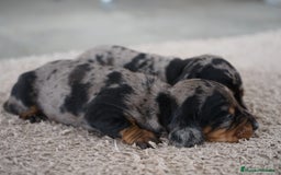 Teckel Miniatura perros en venta: 🐾 Delfina y Fina – Teckel miniatura 🐾 - Imagen 9