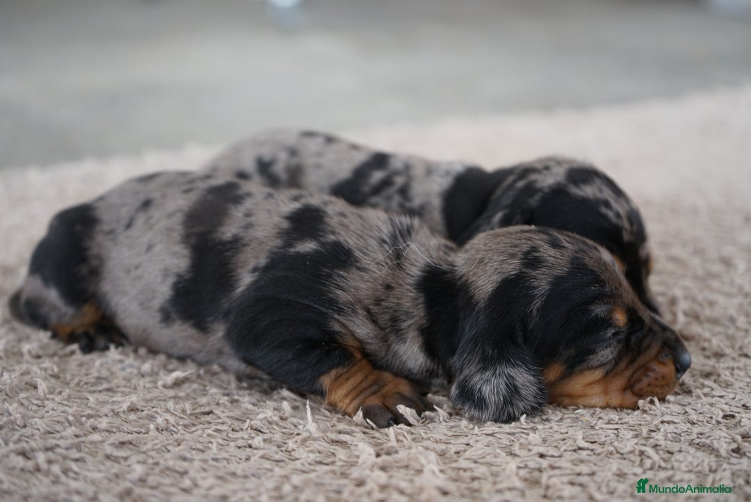 Teckel Miniatura perros en venta: 🐾 Delfina y Fina – Teckel miniatura 🐾 - Imagen 9