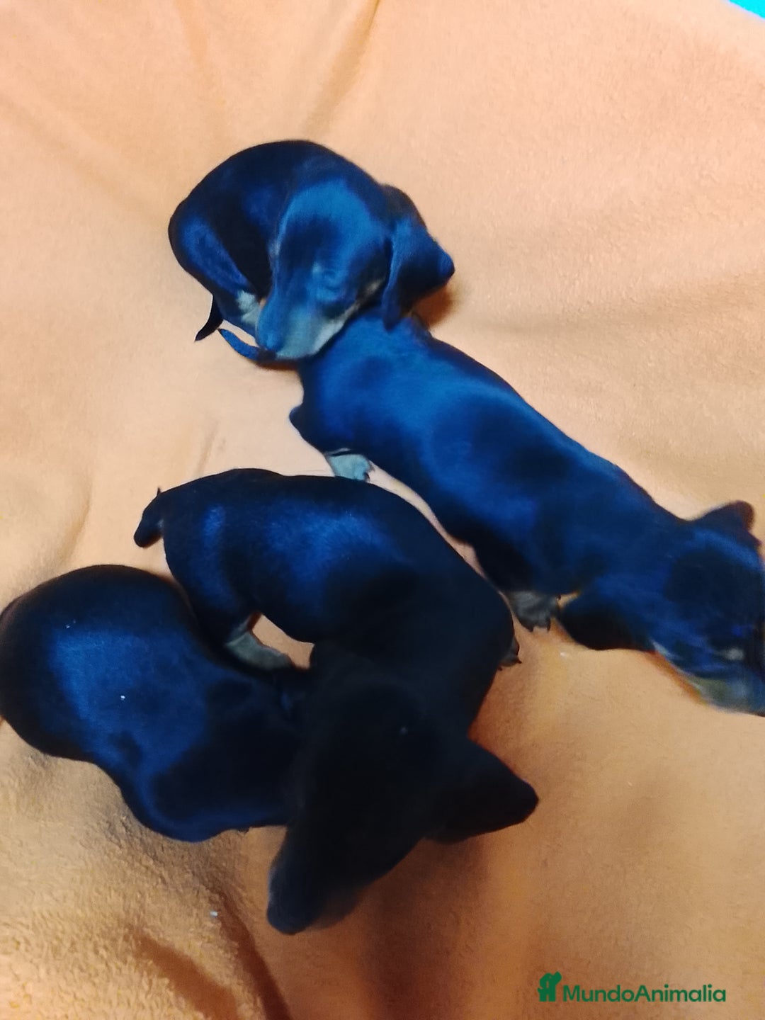 Teckel Miniatura perros en venta: Teckel miniatura  - Imagen 3