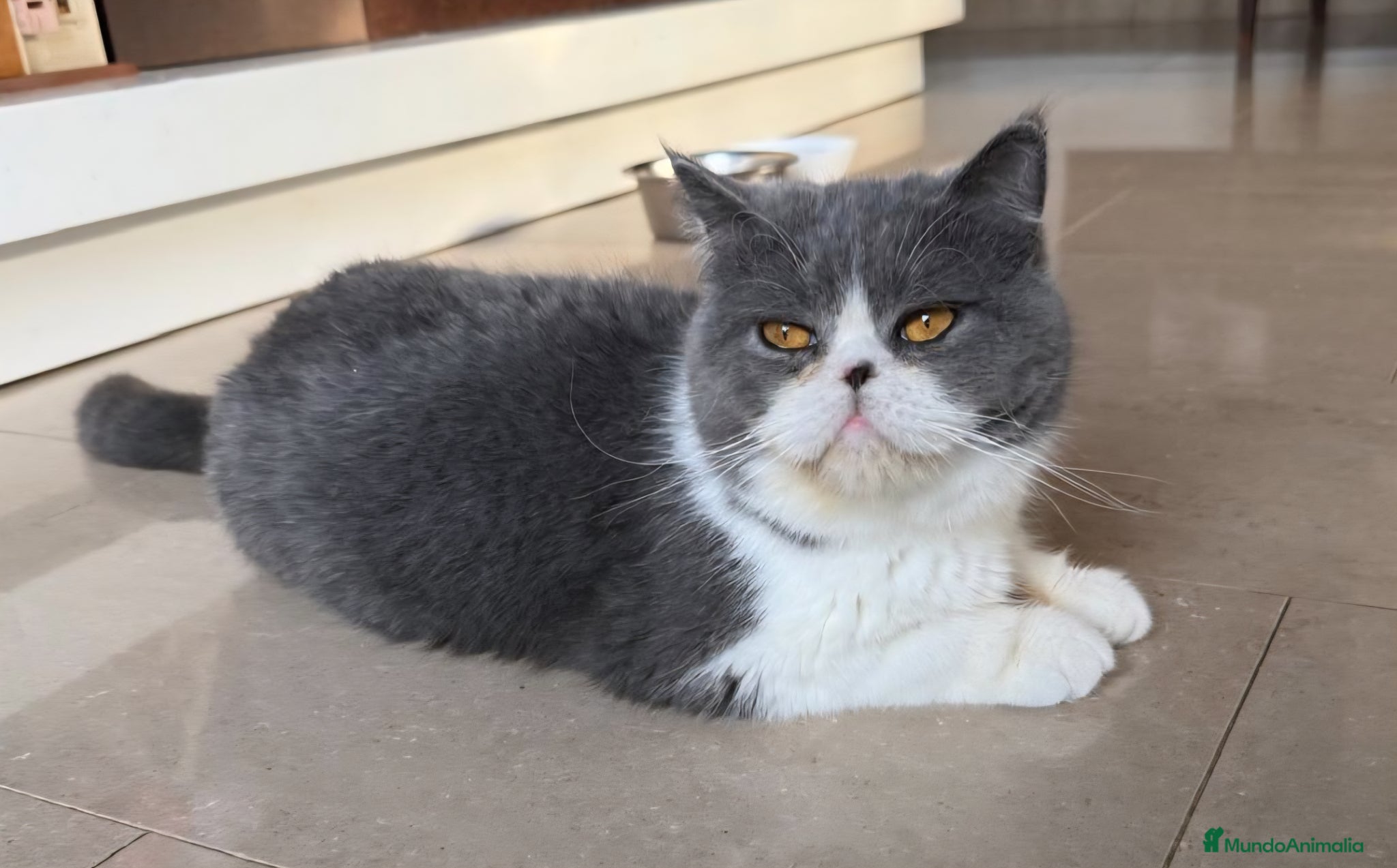 Persa gatos Gatcot.com - Anuncio 1