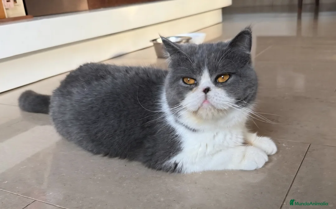 Persa gatos en venta: Gatcot.com - Anuncio 1