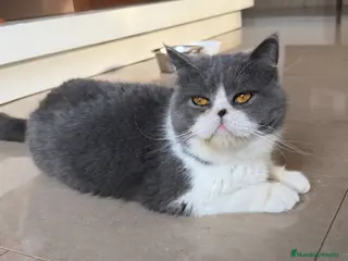 Persa gatos Gatcot.com - Anuncio 1