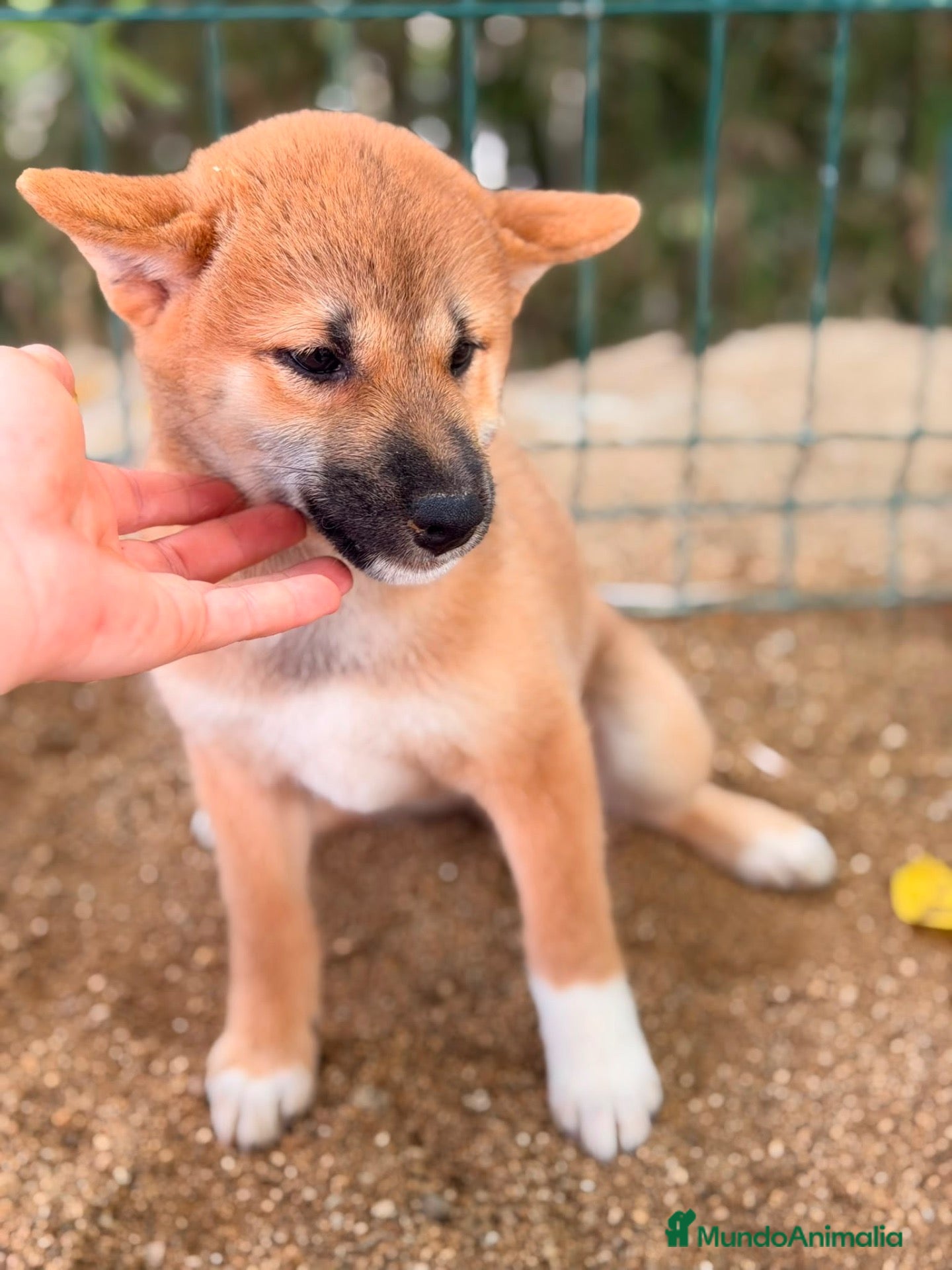 Shiba Inu perros Hembra Shiba Inu disponible🩷🐾 - Anuncio 10