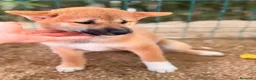 Shiba Inu perros en venta: Hembra Shiba Inu disponible🩷🐾 - Anuncio 1