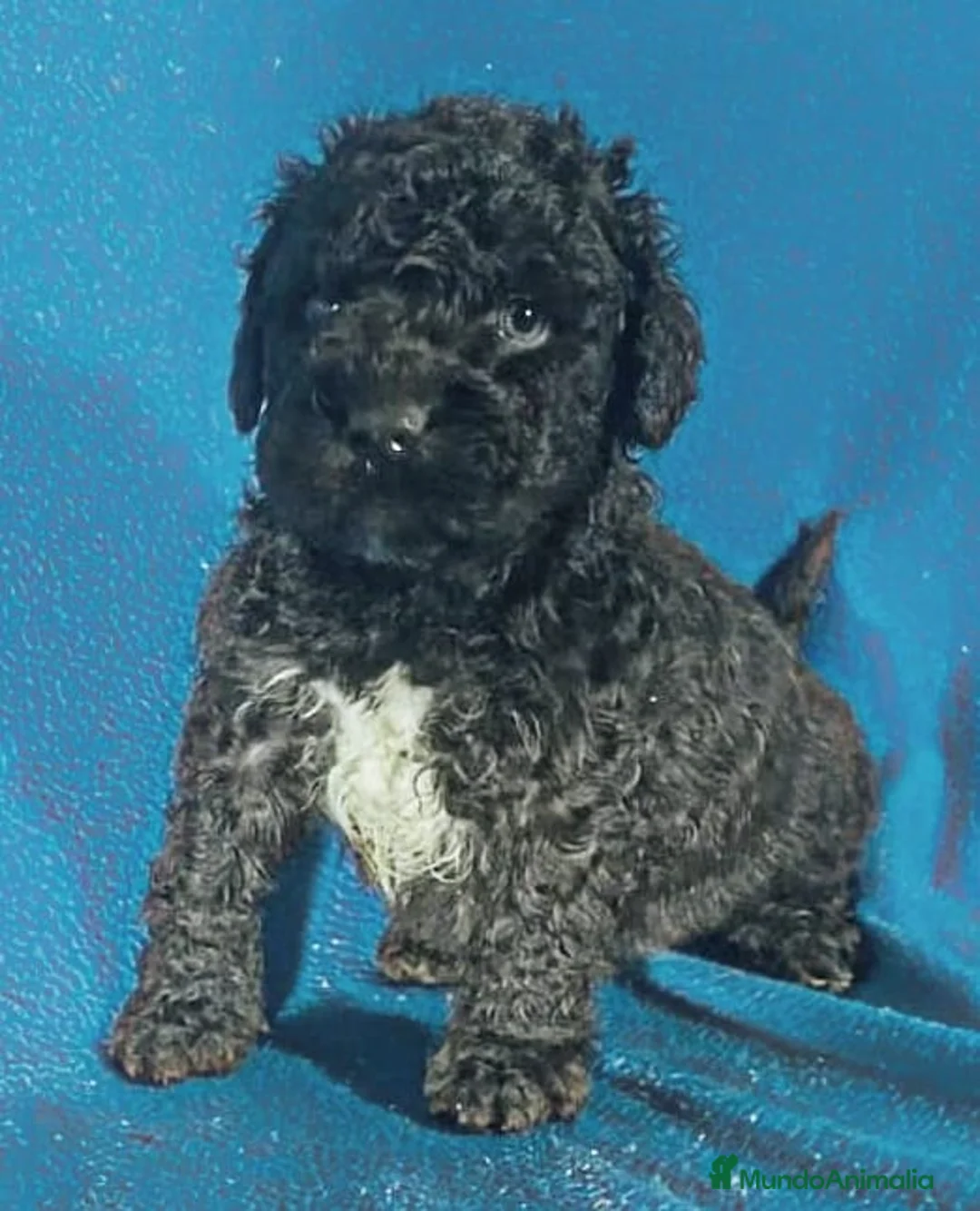 Perro de Agua Español perros en venta: Perra de agua  - Anuncio 3