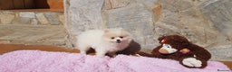 Pomerania perros en venta: Bolitas de Lulú de Pomerania  en Barcelona - Anuncio 6