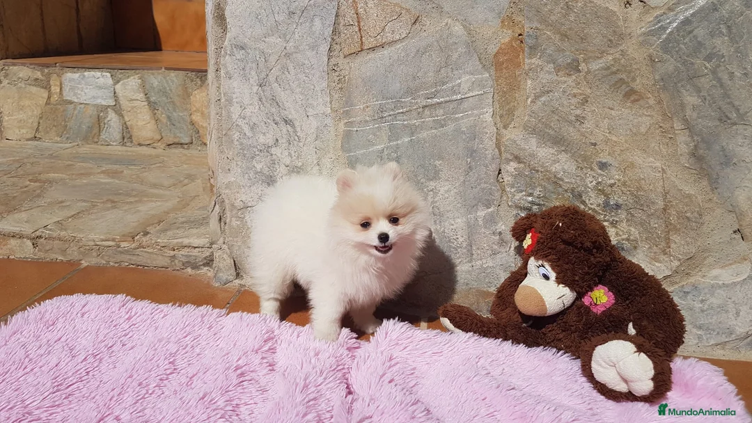 Pomerania perros en venta: Bolitas de Lulú de Pomerania  en Barcelona - Anuncio 6