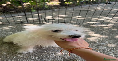 West Highland White Terrier perros - Anuncio 2