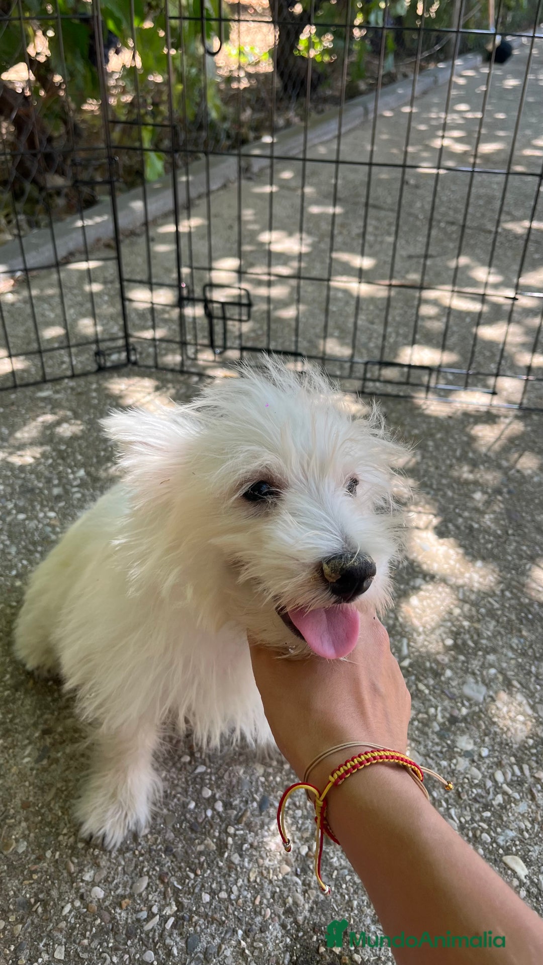 West Highland White Terrier perros en venta: Westy macho  - Imagen 3