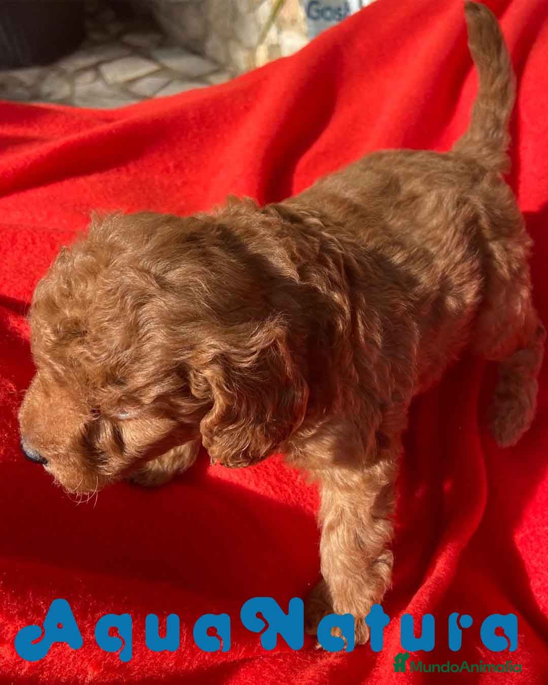 Caniche Toy perros Caniche Macho 7350 de Camila - AQUANATURA en Barcelona - Anuncio 2